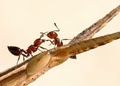 Mravlja spika