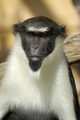 portret majmuna