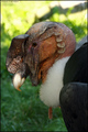 Andski kondor