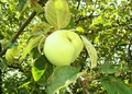 Jabolko