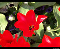 Crveni tulipan…