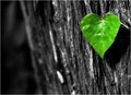 green at heart