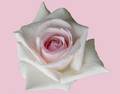 Roza rožica