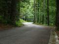 Šumska cesta