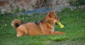 Shiba narasla &hellip;