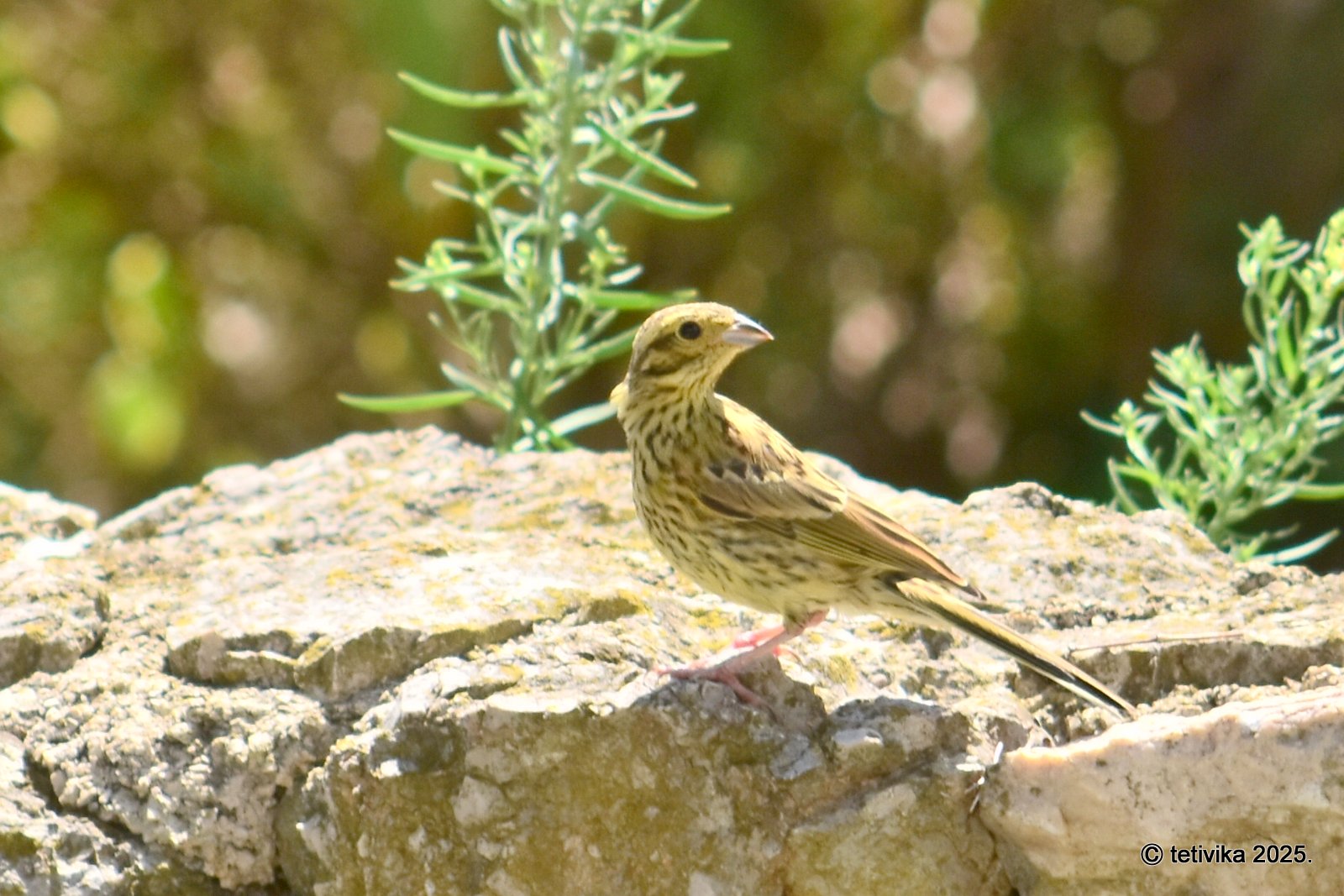 Crnogrla strnadica, Emberiza cirlus (6)