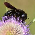 Crna pčela drv…