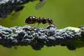 mrav i ušenjac…
