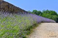 lavanda, despik