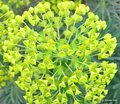 Euphorbia char…