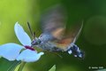 Golupka, Macro&hellip;