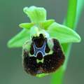 Ophrys holoser…