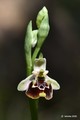 Ophrys untchjii