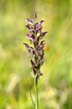 Orchis corioph…