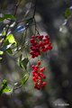 Smilax aspera