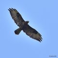 Škanjac, Buteo…
