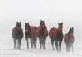 Konji u magli