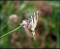 metulj
