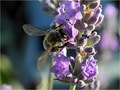 pčela na lavan…