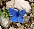 plavi leptir