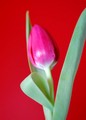 tulipan-1