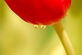 suze tulipana …