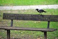 siva vrana na …