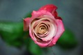 ruža neobične …