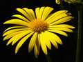 Žuti cvijet