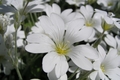 Bijeli cvijetak