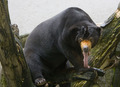Malajski medvj…