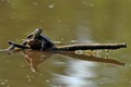 Barska kornjač…