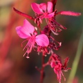 gaura