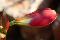 amarilis pupol…