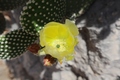 kaktus cvjeta