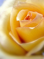 žuta ruža