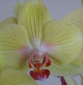 Orhideja 2