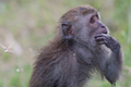 majmunja posla…