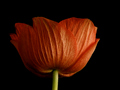 crvena anemona…