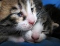 baby kitty cats