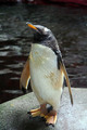 Pingvin pozer