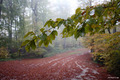 magle jesenje