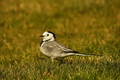 White Wagtail,…