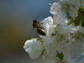 Pčela na trešn…
