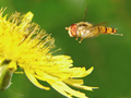 hoverfly 1