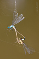 dragonflies in…