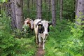 šumske krave