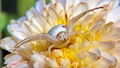 Bijeli pauk