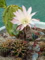 Mali kaktus