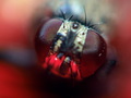 Oko mušice